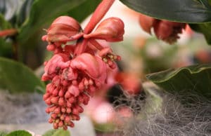 Medinilla magnifica