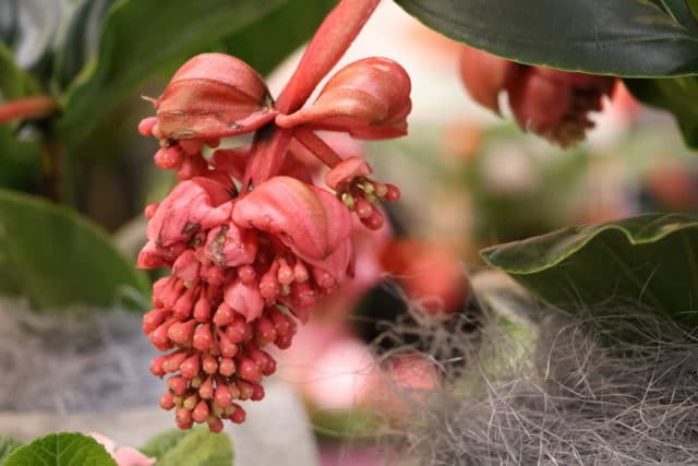 Medinilla magnifica