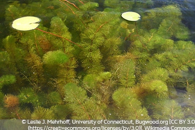 Myriophyllum