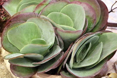 Kalanchoë thyrsiflora