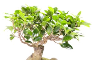 Ficus microcarpa ginseng