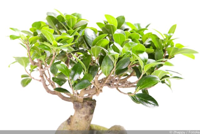 Ficus microcarpa ginseng