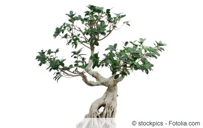 ficus microcarpa ginseng Pflanze