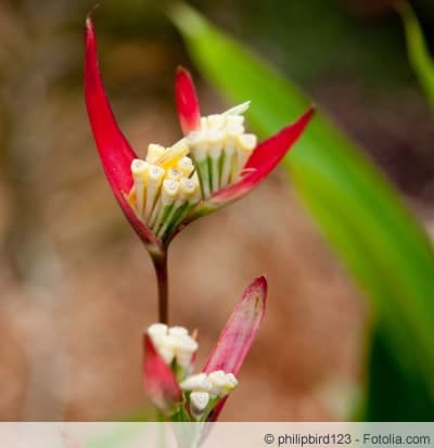 Heliconia psittacorum