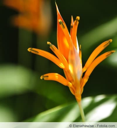Heliconia Heliconia