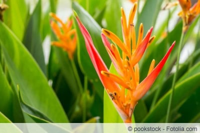 helikonia