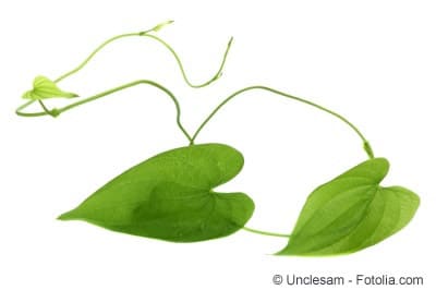 Kletterfeige immergrüne Kletterpflanze Hängepflanze herzförmige Blätter Ficus 