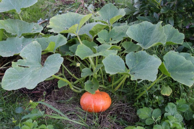 Hokkaido-Kürbis ernten - wann reif, schälen oder nicht ...