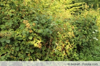 Brombeeren vernichten