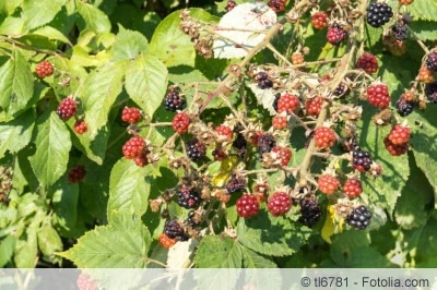 wilde Brombeeren: anbauen oder vernichten? wilde Brombeeren: anbauen oder vernichten?