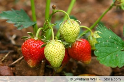 Junge Erdbeerpflanzen mit Erdbeeren Junge Erdbeerpflanzen mit Erdbeeren