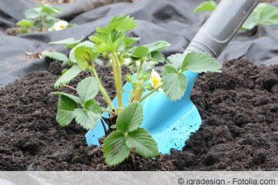 Erdbeeren einpflanzen