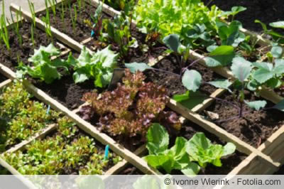Salat und Endividen Salat und Endividen