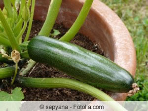 Zucchini im Topf anbauen