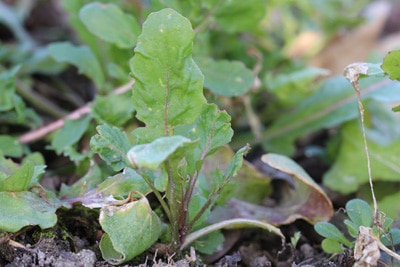 Salatsorten, Rucola, Gemüse-Mischkultur