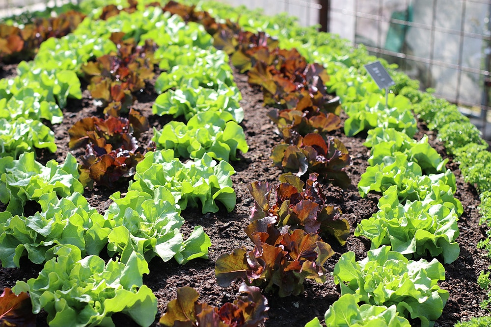 Salatsorten Von A Z Schmackhafte Salatarten Gartendialog De