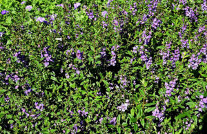 Angelonia angustifolia