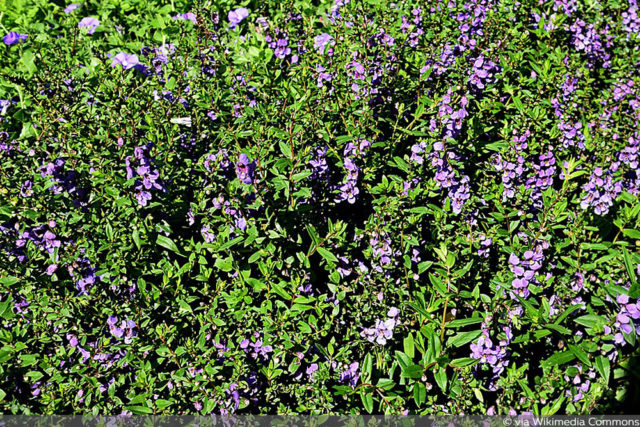 Angelonia angustifolia