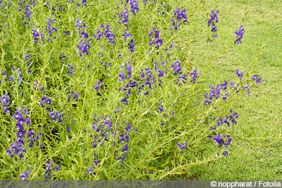 Angelonia angustifolia