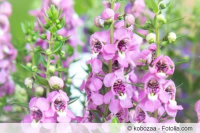 Angelonia angustifolia Angelonia angustifolia