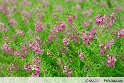 Angelonia
