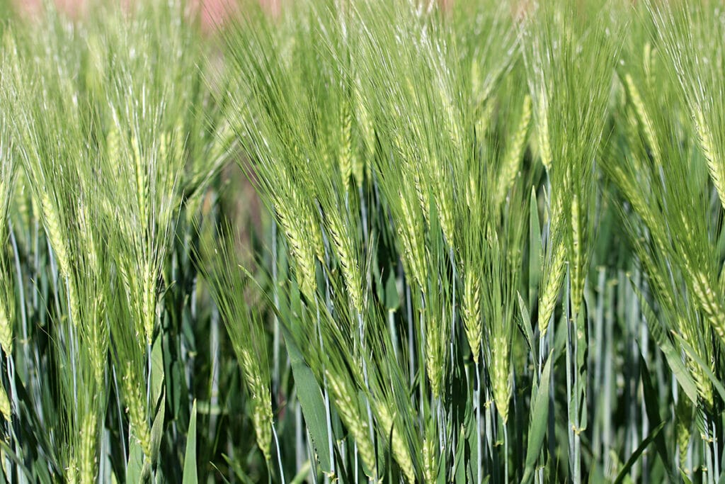 Gerste (Hordeum vulgare), Getreidearten