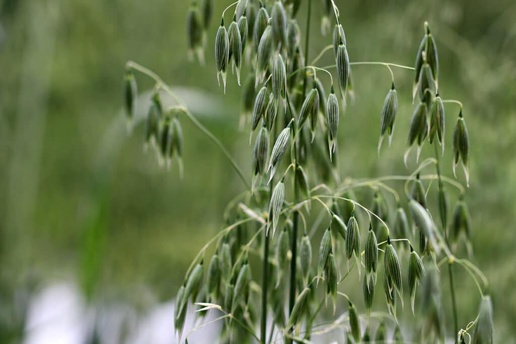 Hafer (Avena sativa)