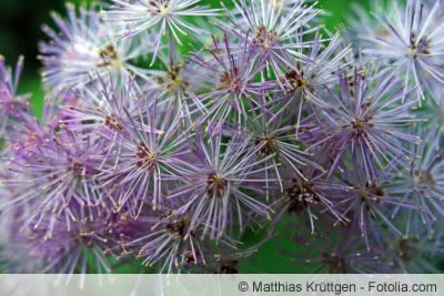 Federmohn Federmohn