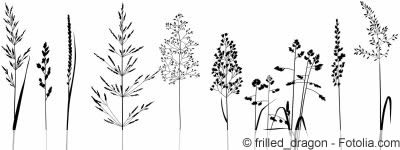 Grassorten Grassorten
