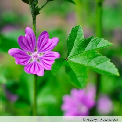 Blüte der Malva sylvestris