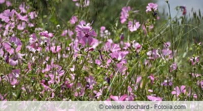 Malva sylvestris