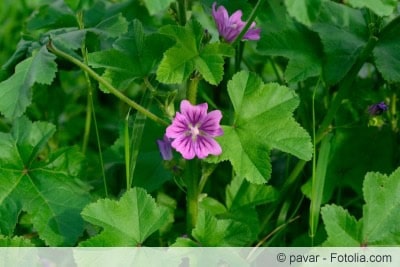 Malva sylvestris