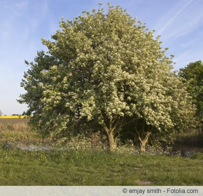 Vogelbeerbaum Mehlbeere