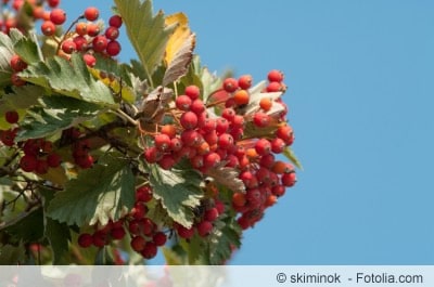 Mehlbeeren Mehlbeeren