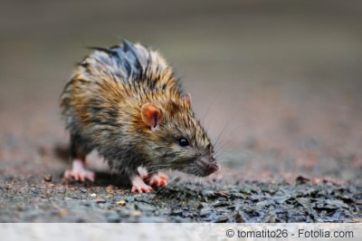 Ratte auf Straße