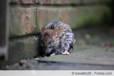 Ratte Ratte