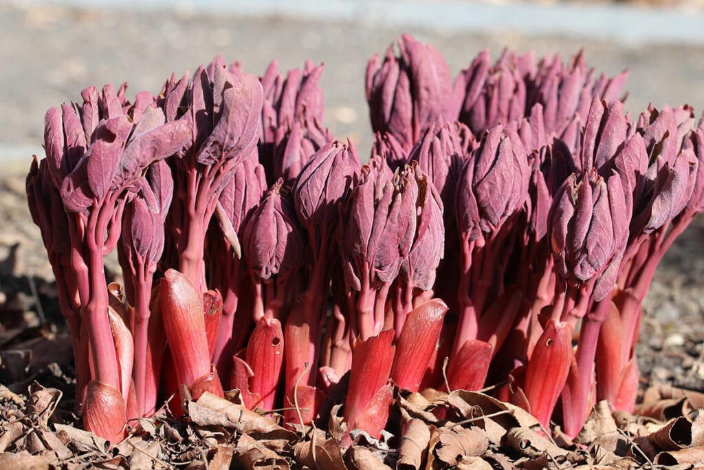 Paeonia daurica