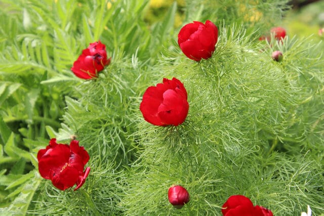 Paeonia tenuifolia, Netzblatt-Pfingstrose