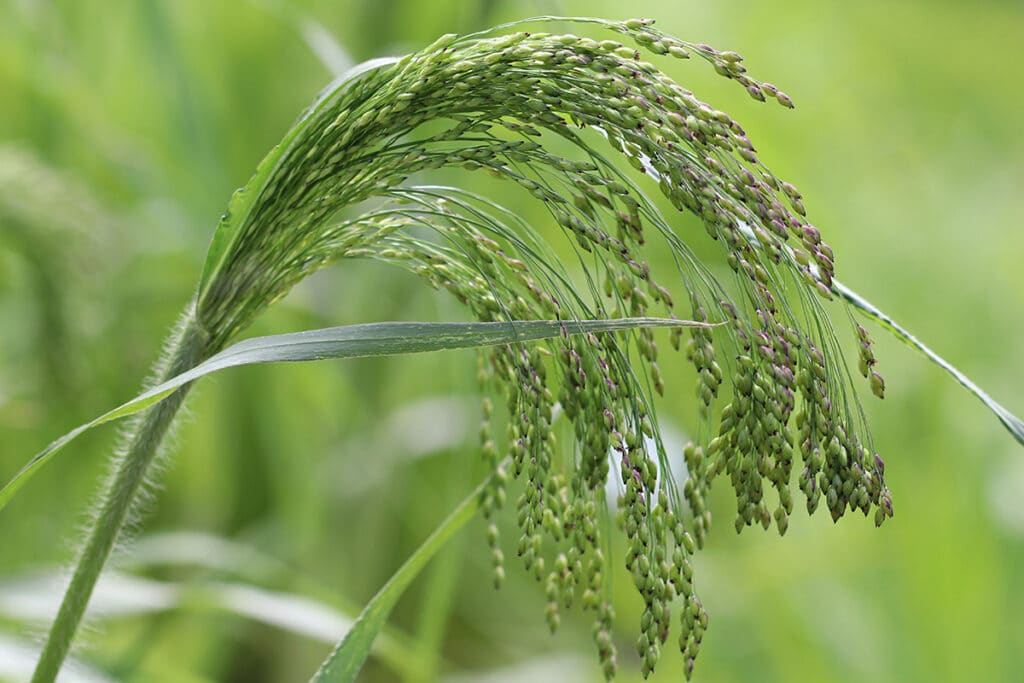 Panicum miliaceum, Getreidearten