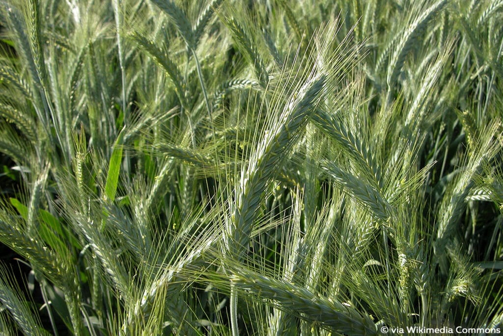 Triticale