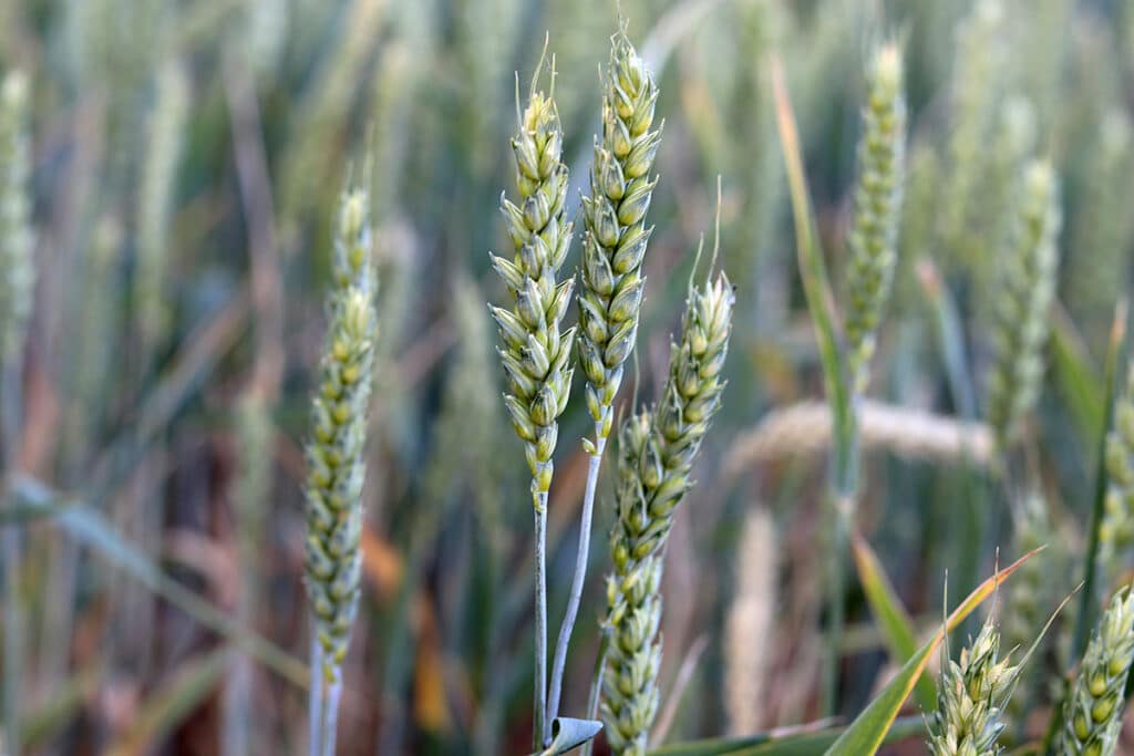 Weizen (Triticum aestivum), Getreidearten