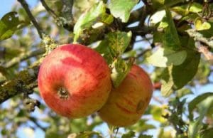 Goldparmäne Apfel am Baum