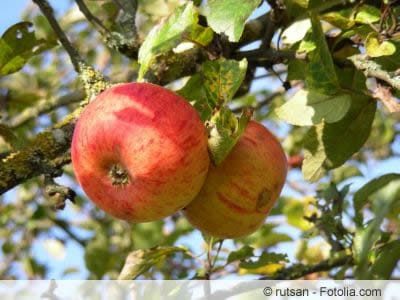 Goldparmäne Apfel am Baum