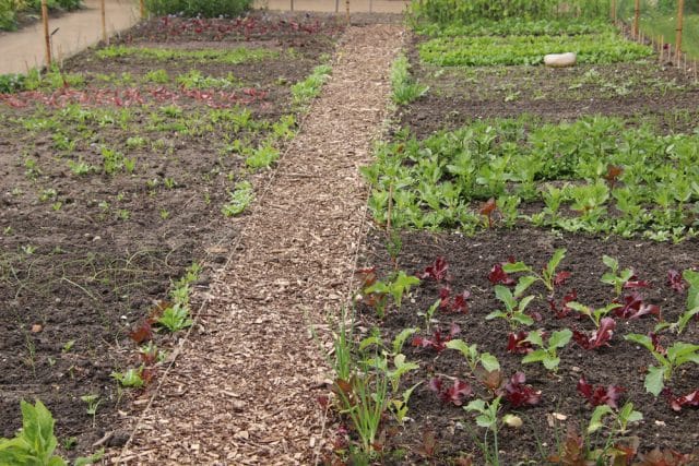 Mischkultur Gemüsegarten