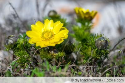 Adonis vernalis