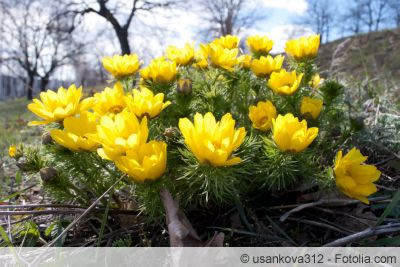 Adonis auf der Wiese