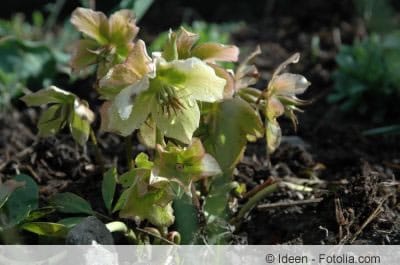 Helleborus niger