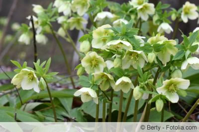 Helleborus niger weiss