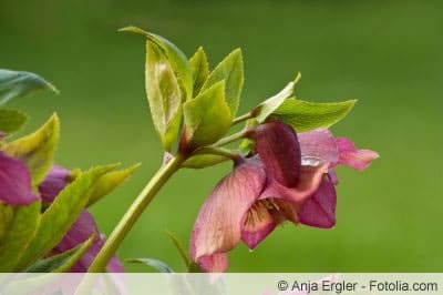 Blüte der Schneerose