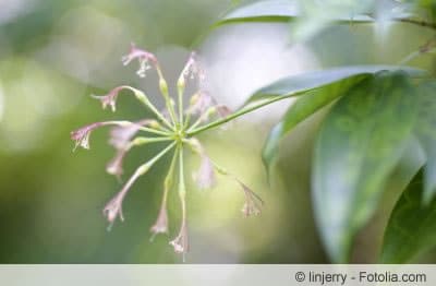 dracaena surculosa